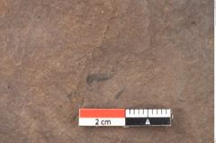 Foto (Detailsansicht) von Quercus palaeoilex Ettingshausen (NHMW-GEO-2024-0188-0821)